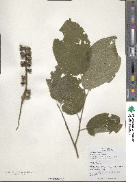 Sinowilsonia henryi image