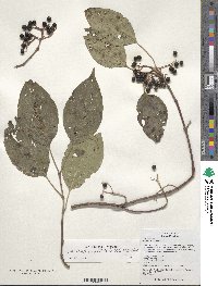 Cornus walteri image