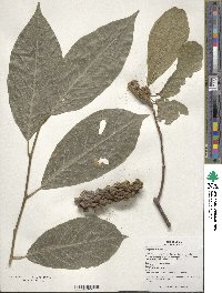 Magnolia denudata image