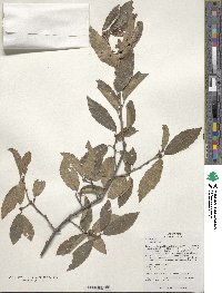 Quercus baronii image