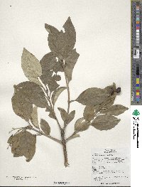 Chionanthus retusus image