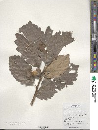 Quercus aliena image