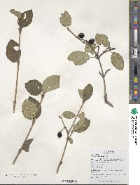 Viburnum schensianum image