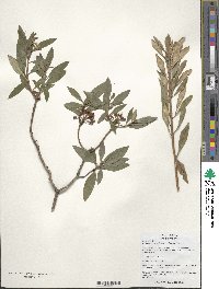 Rhododendron micranthum image