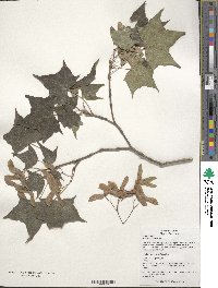 Acer truncatum image