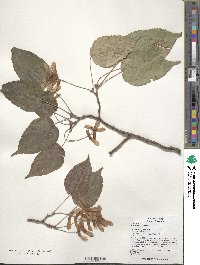 Acer davidii image