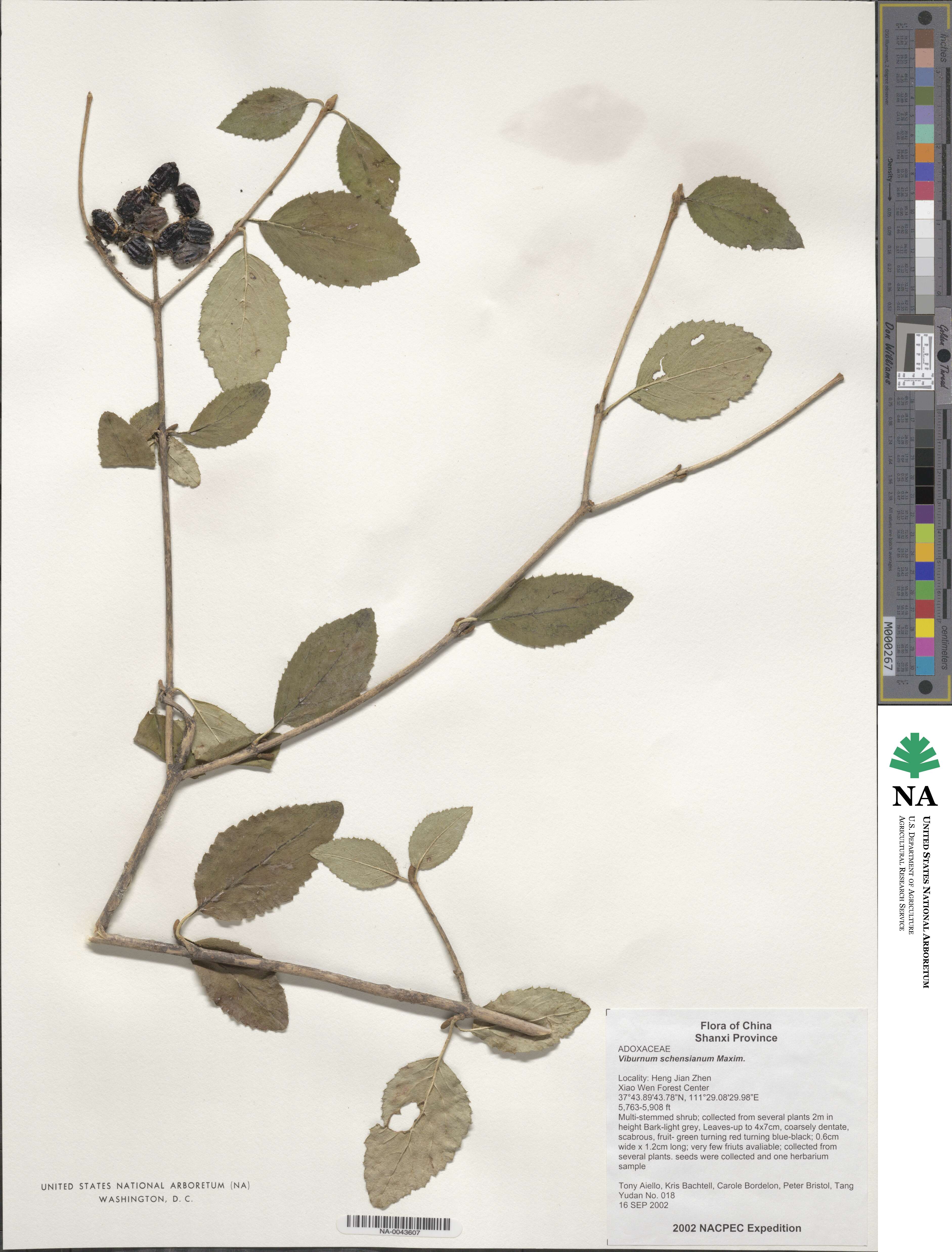 Viburnum schensianum image
