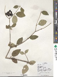 Viburnum schensianum image