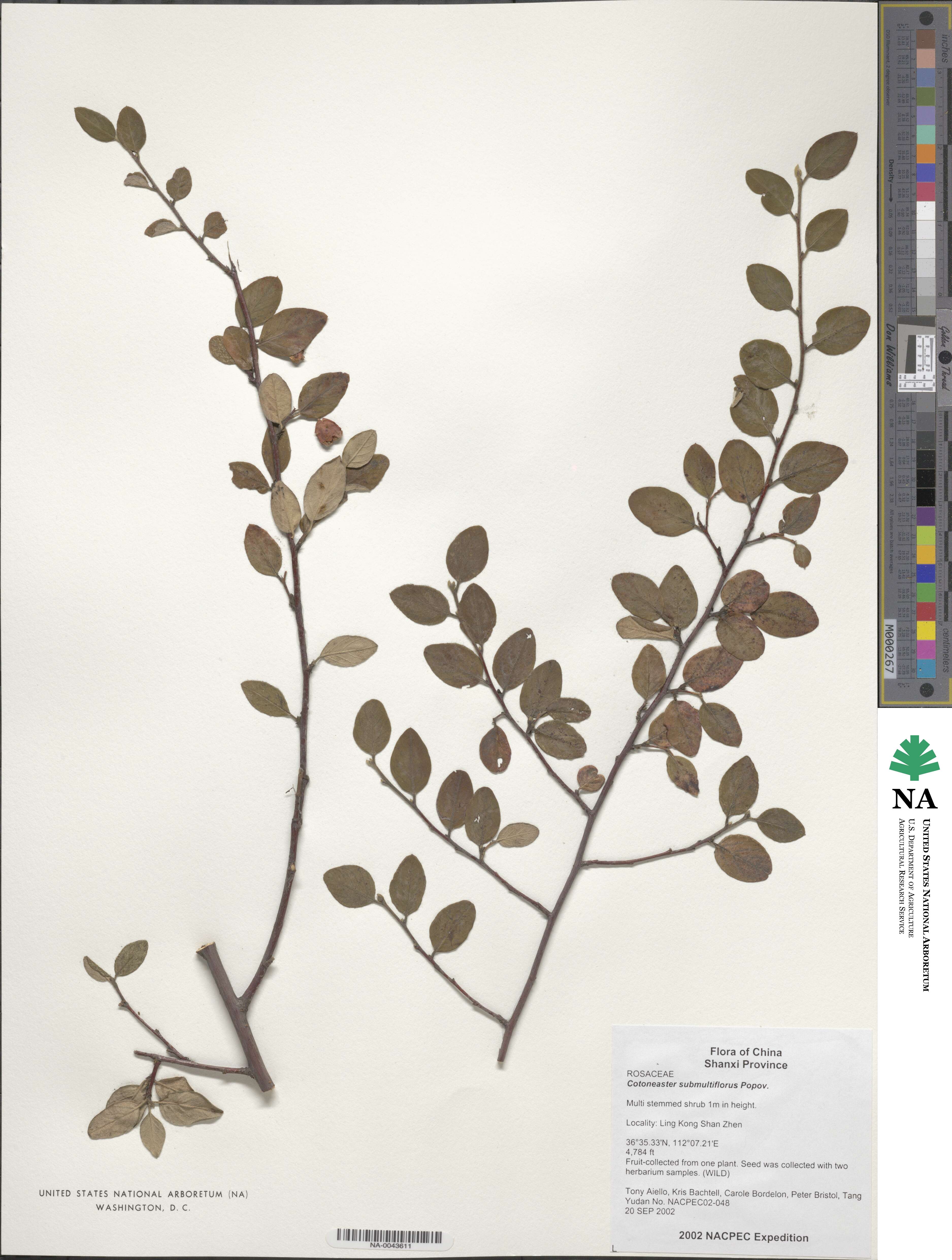 Cotoneaster submultiflorus image