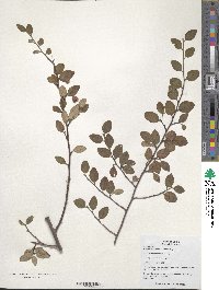 Cotoneaster submultiflorus image