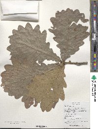 Quercus dentata image