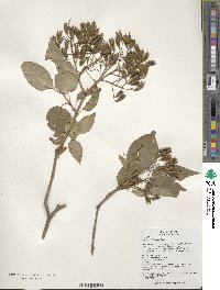 Syringa reticulata subsp. pekinensis image