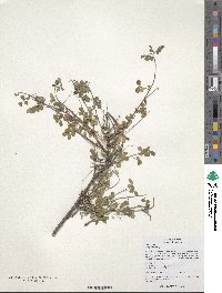 Indigofera bungeana image