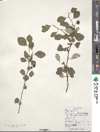 Cotoneaster multiflorus image