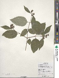 Philadelphus pekinensis image