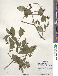 Philadelphus pekinensis image