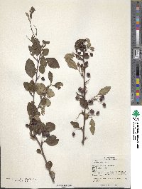 Cotoneaster zabelii image