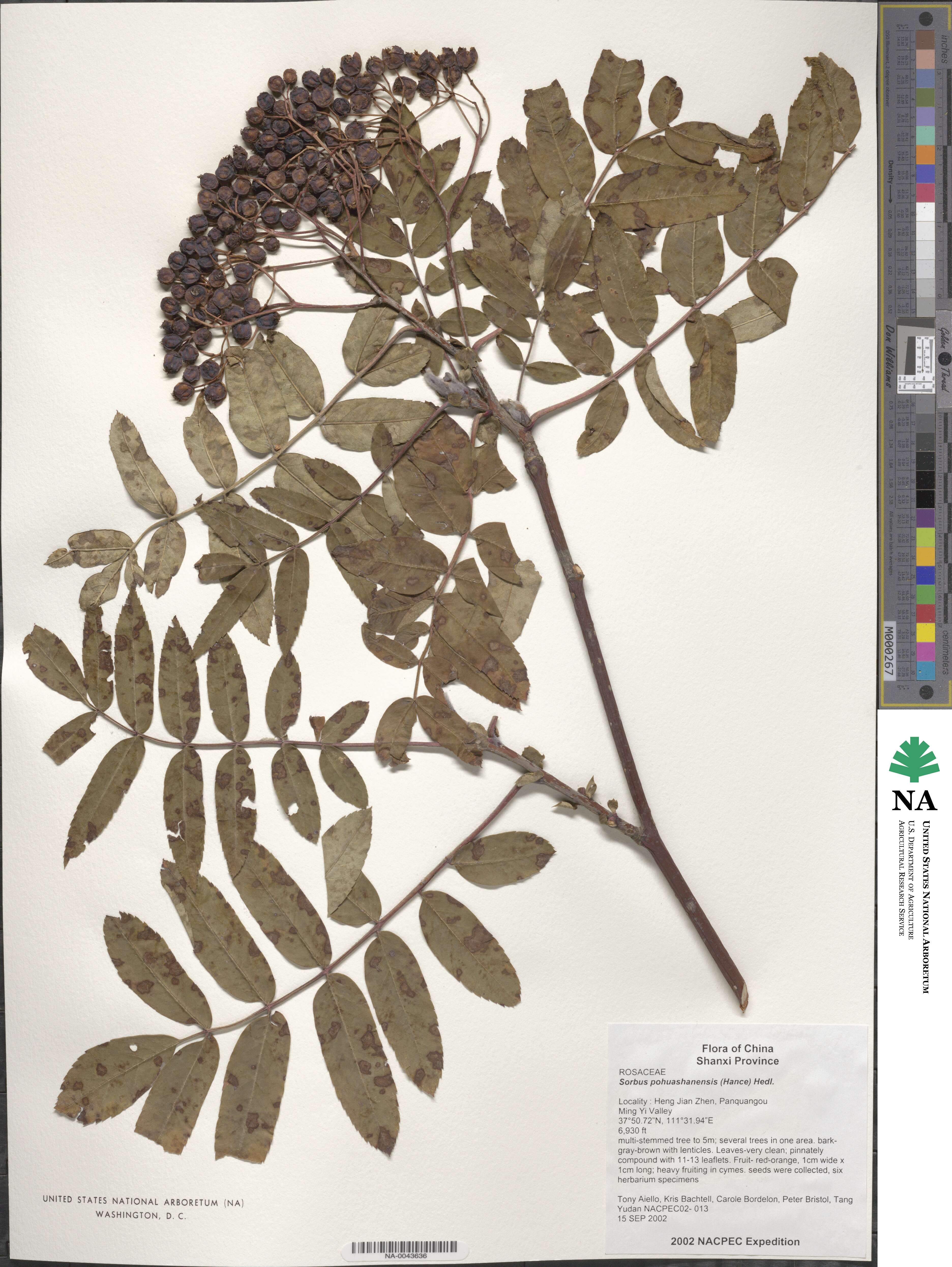 Sorbus aucuparia subsp. pohuashanensis image