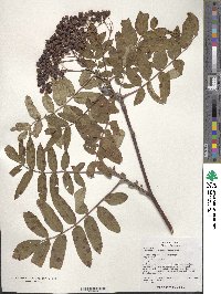 Sorbus aucuparia image