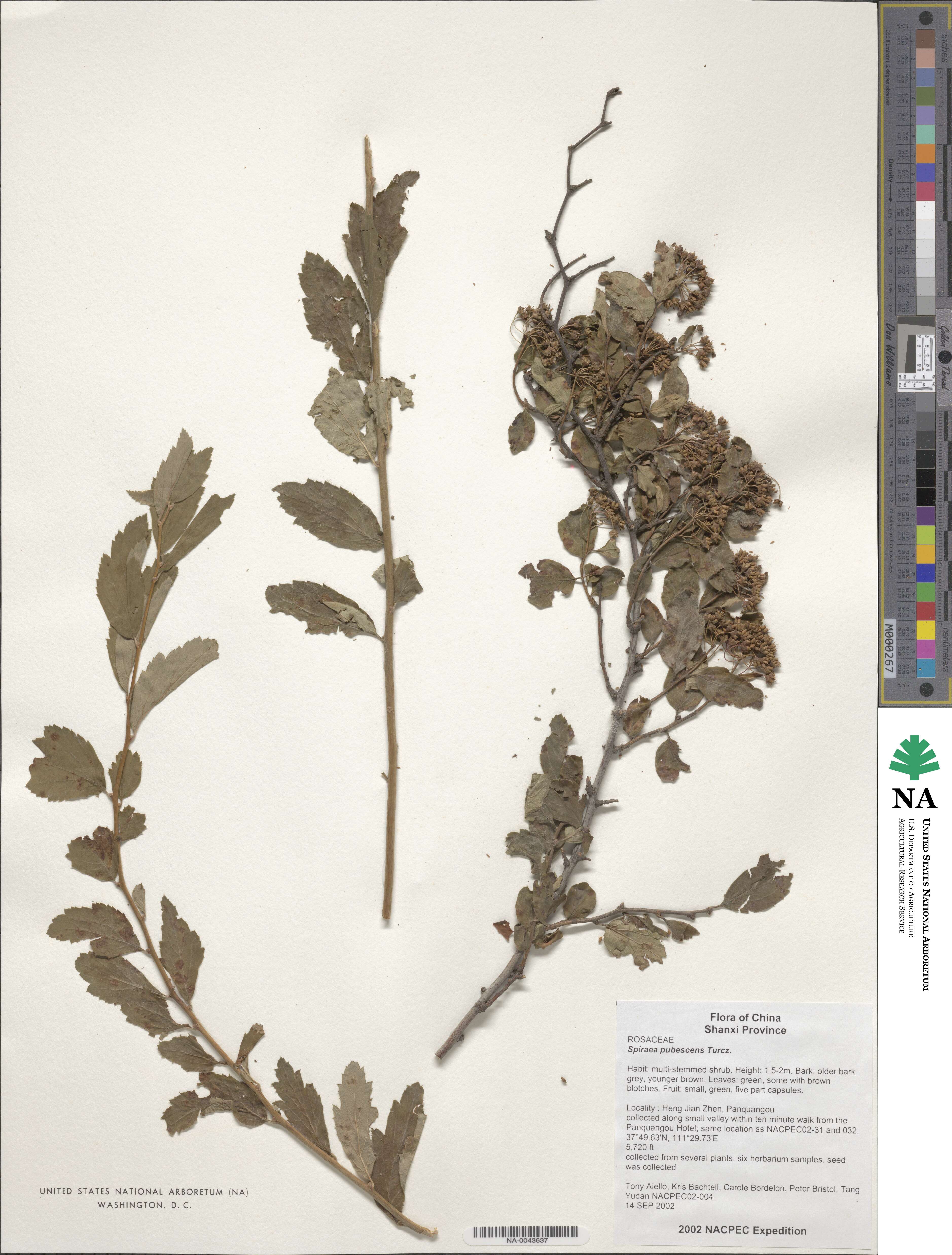 Spiraea pubescens image