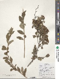 Spiraea pubescens image