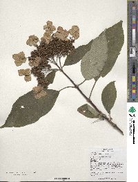 Hydrangea heteromalla image