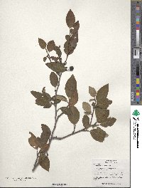 Cotoneaster acutifolius image