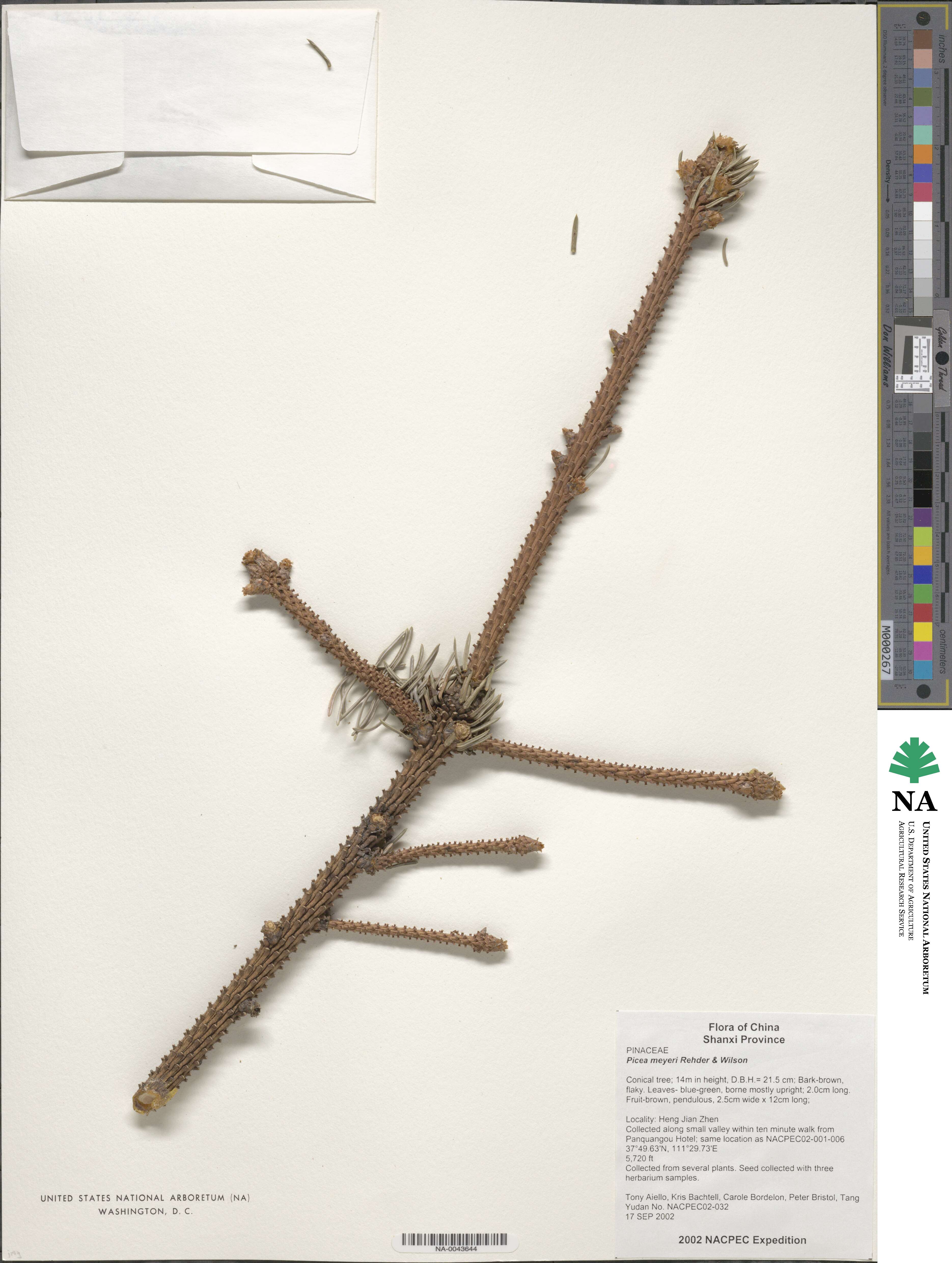 Picea meyeri image