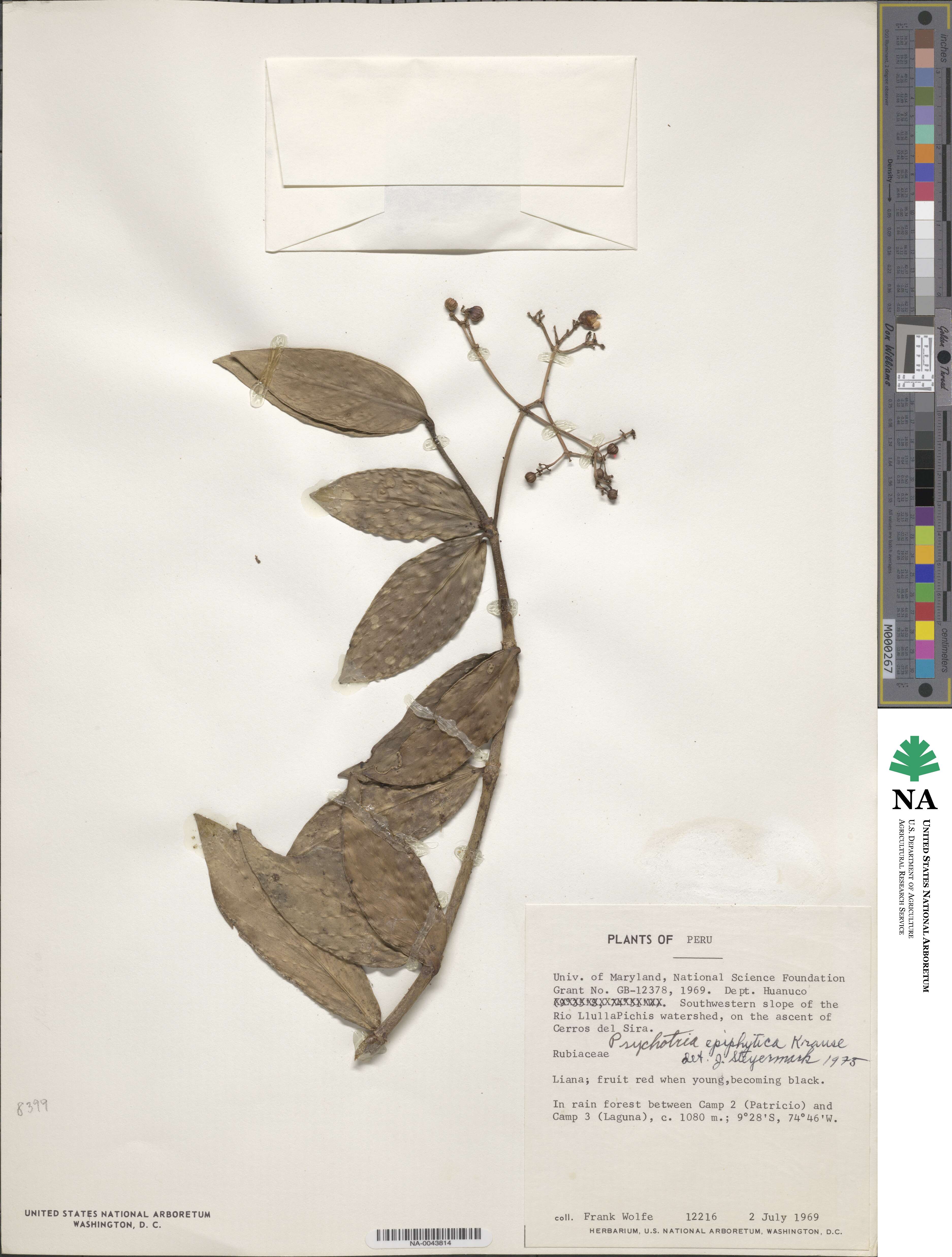 Psychotria epiphytica image