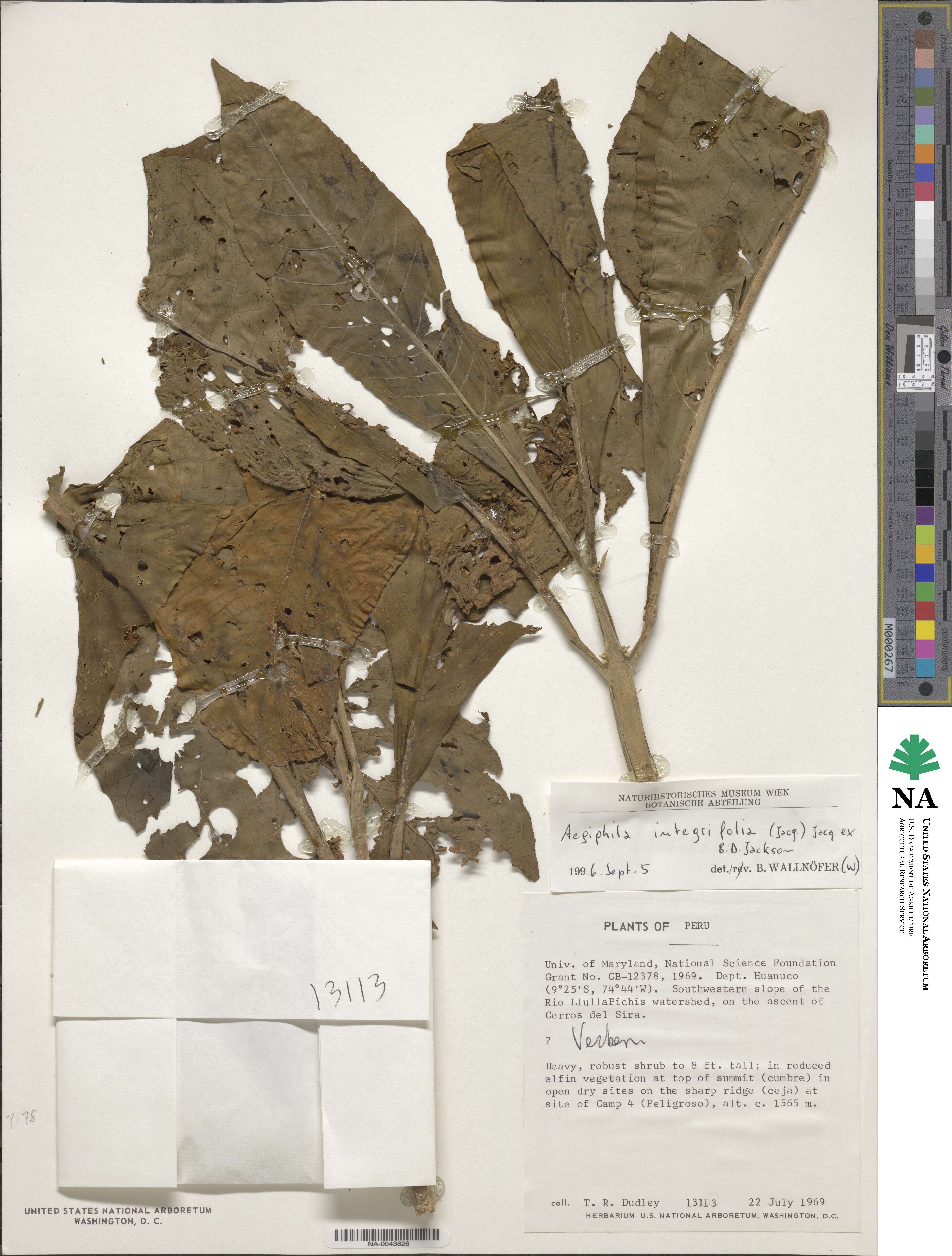 Aegiphila integrifolia image