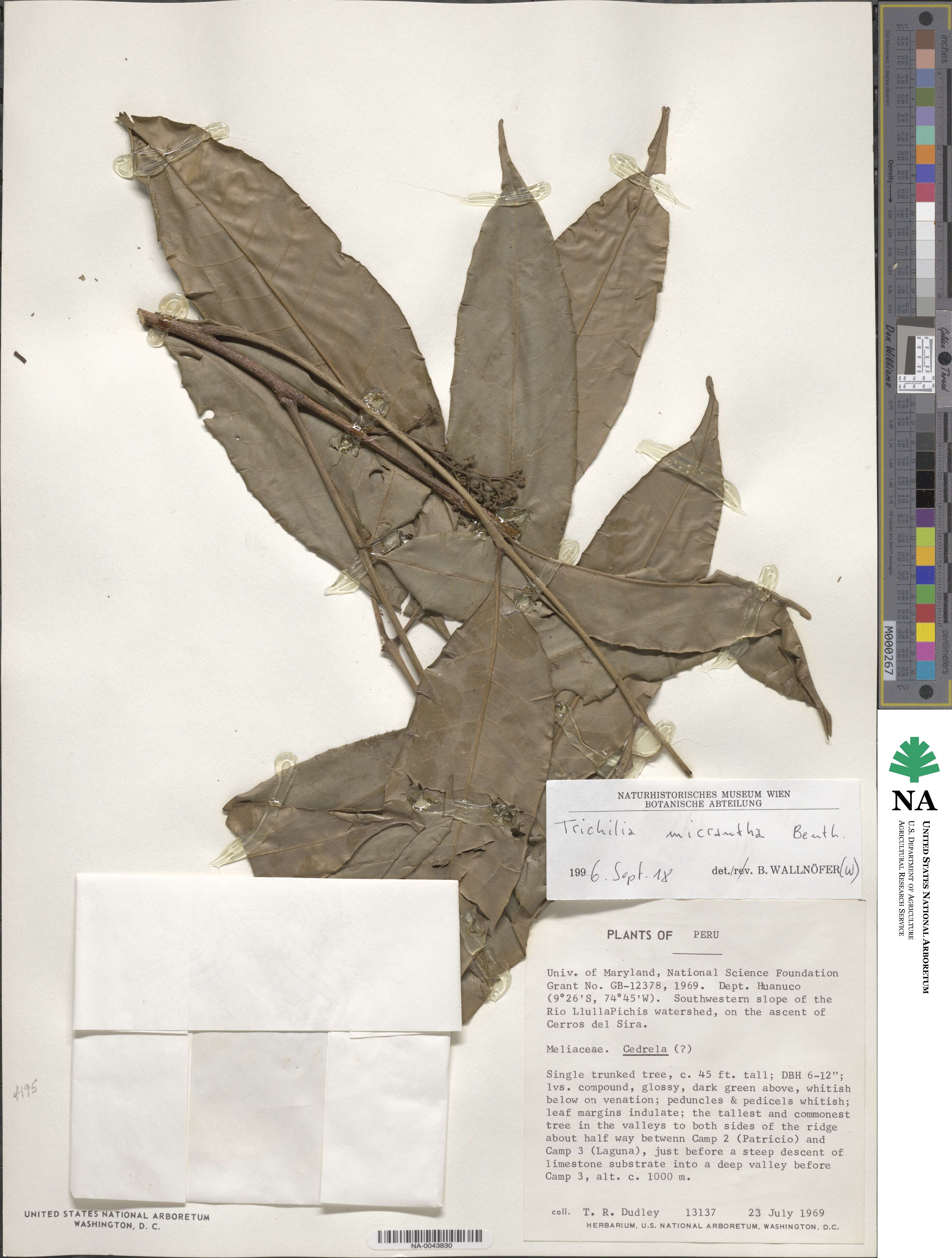 Trichilia micrantha image