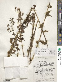 Tapeinostemon zamoranum image