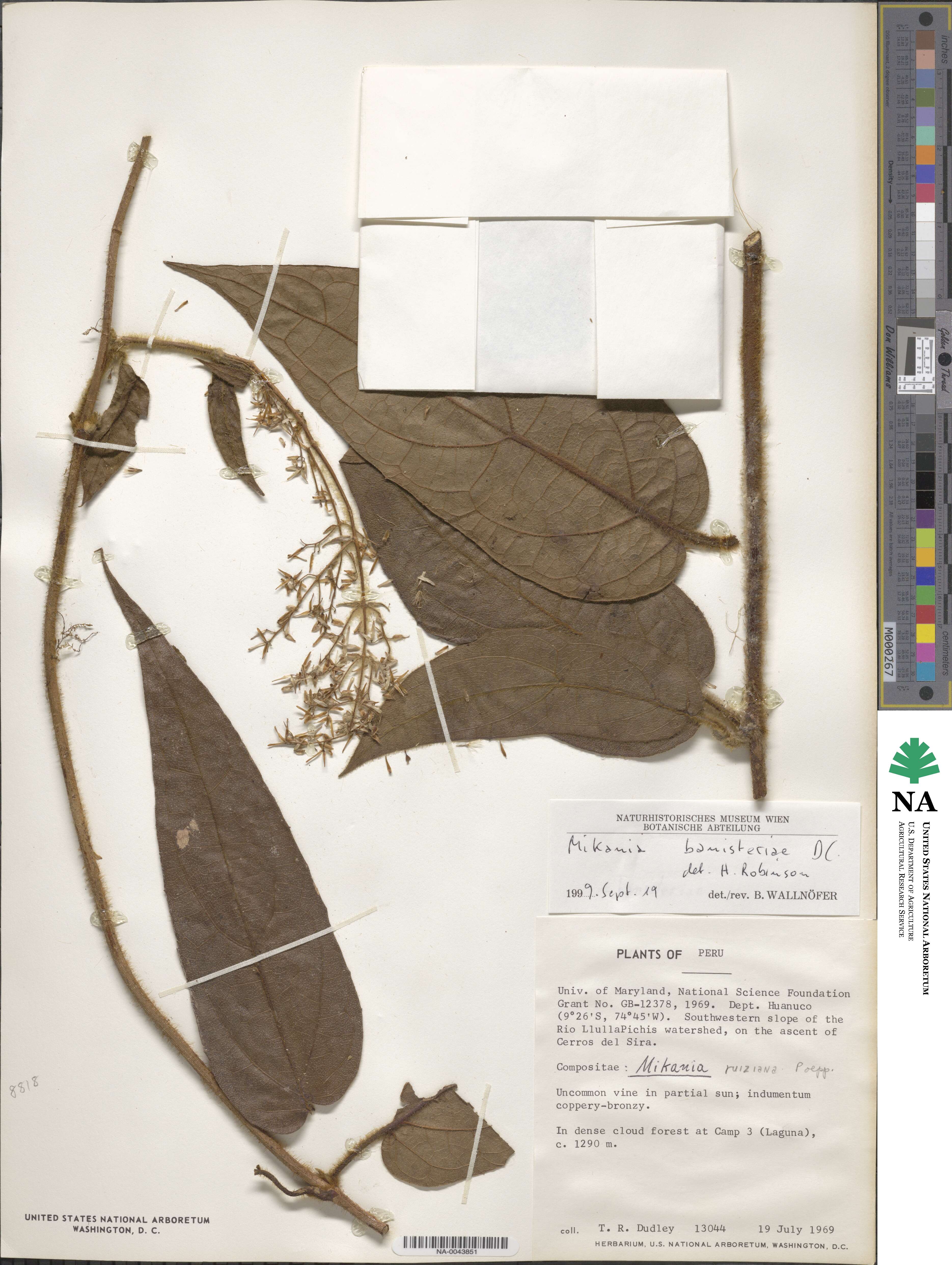 Mikania banisteriae image