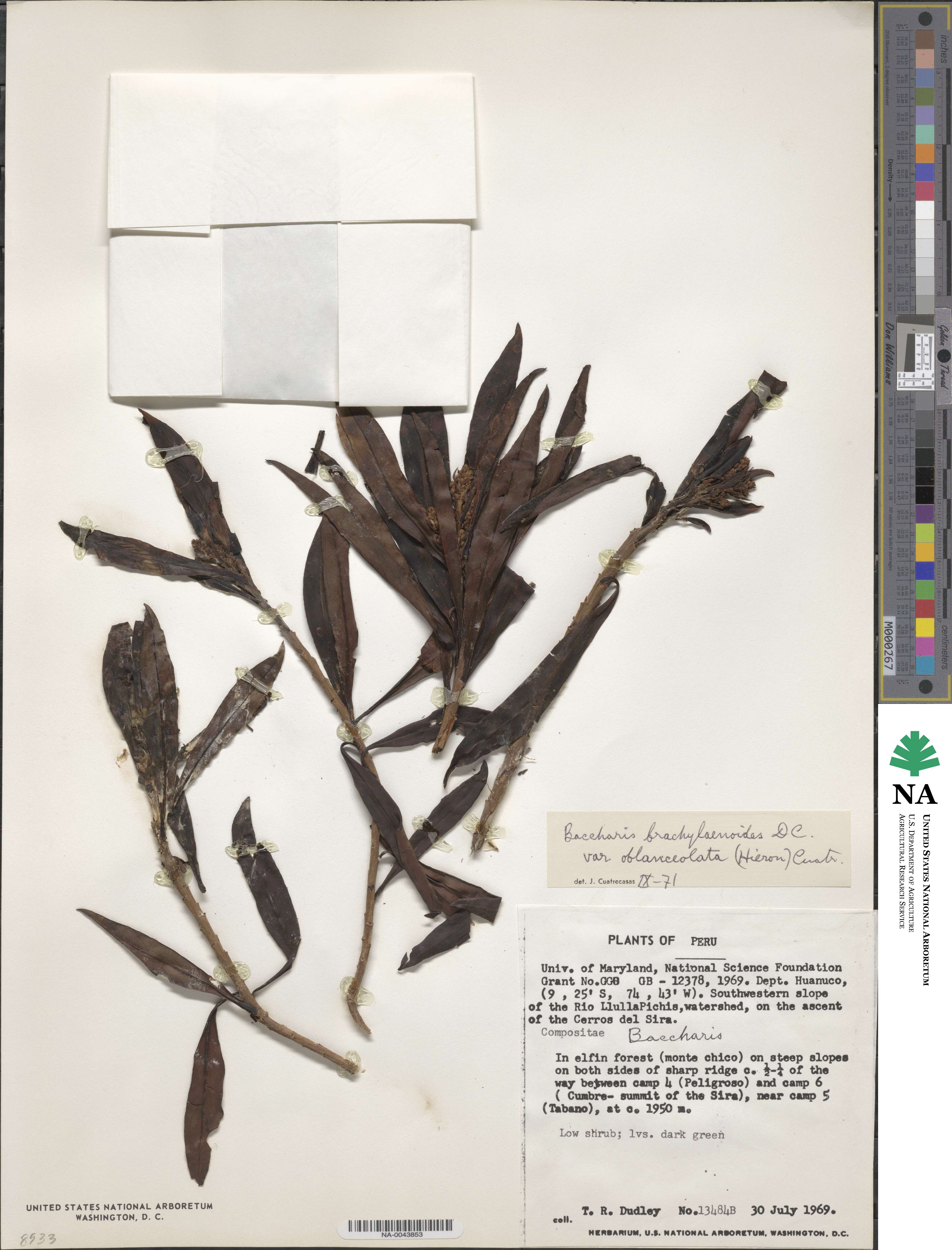 Baccharis brachylaenoides image