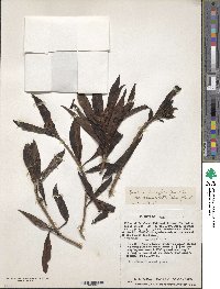 Baccharis brachylaenoides image