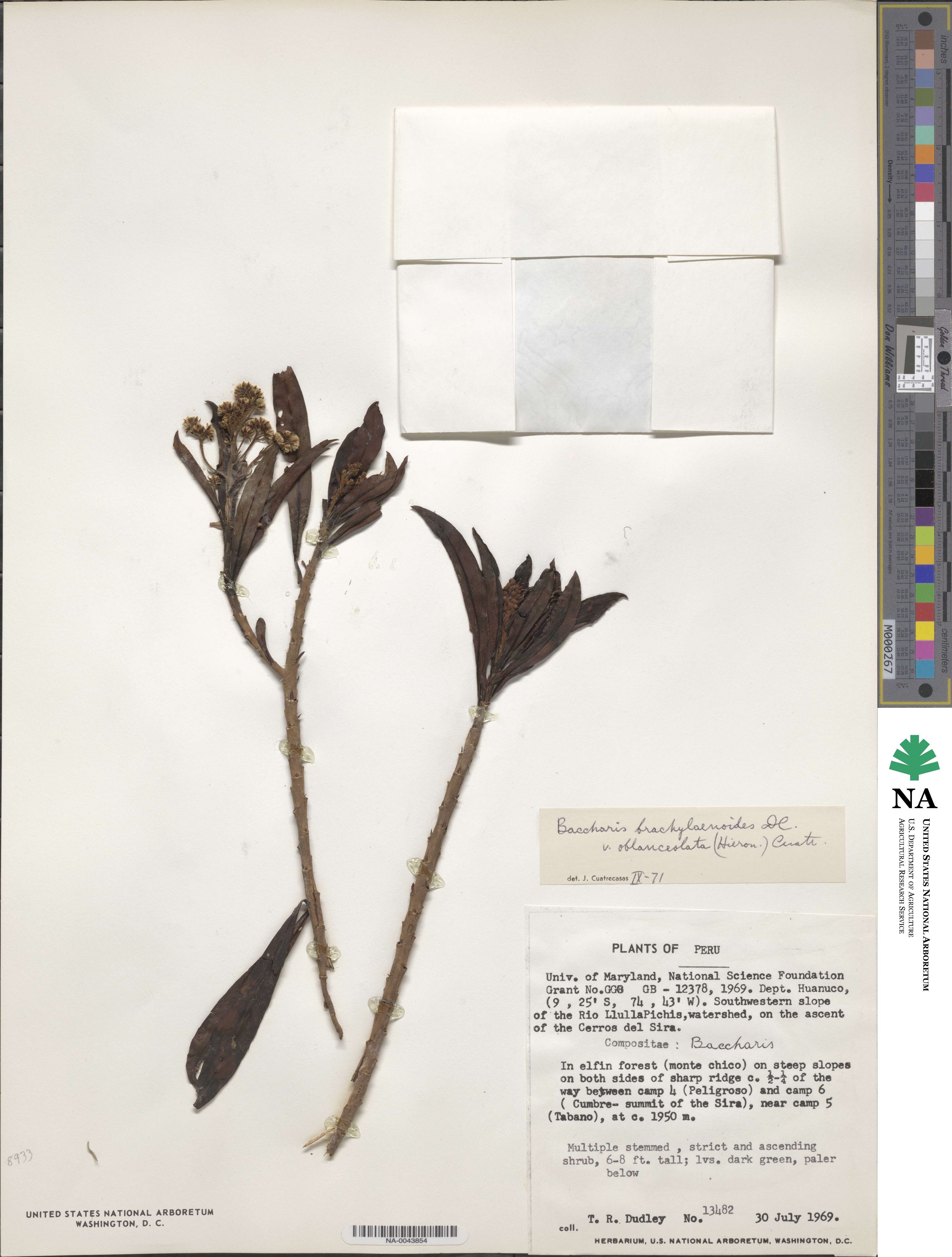 Baccharis brachylaenoides image