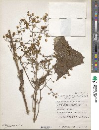 Munnozia hastifolia image