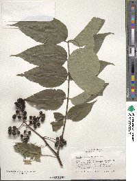 Phellodendron amurense image