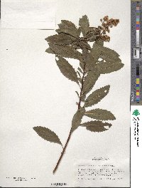 Spiraea alba var. latifolia image