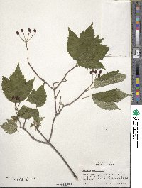 Viburnum acerifolium image