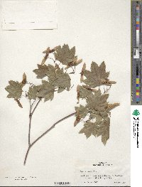 Acer circinatum image