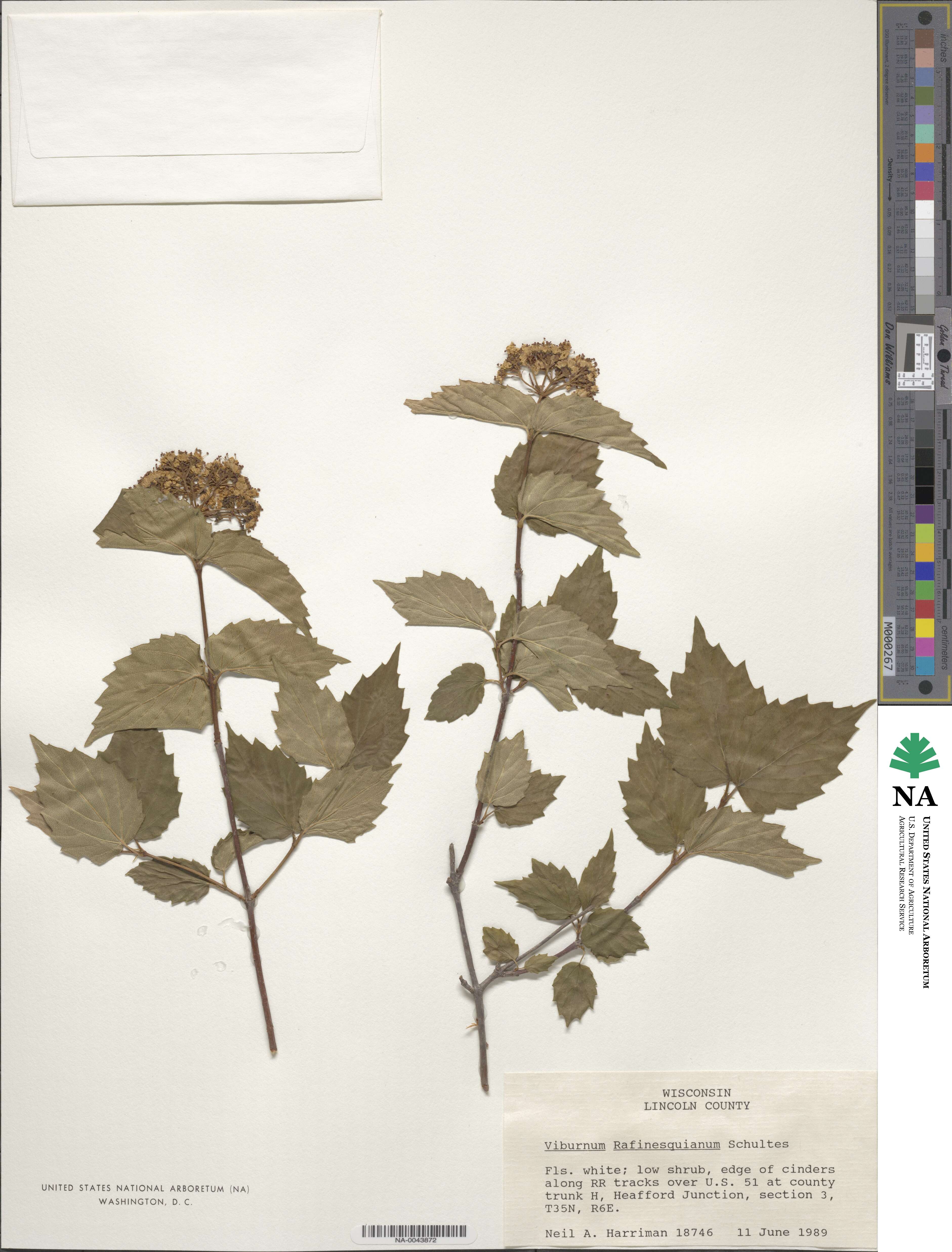 Viburnum rafinesqueanum image