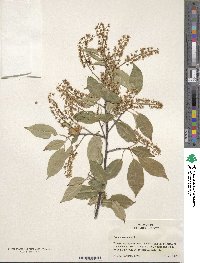 Prunus virginiana image