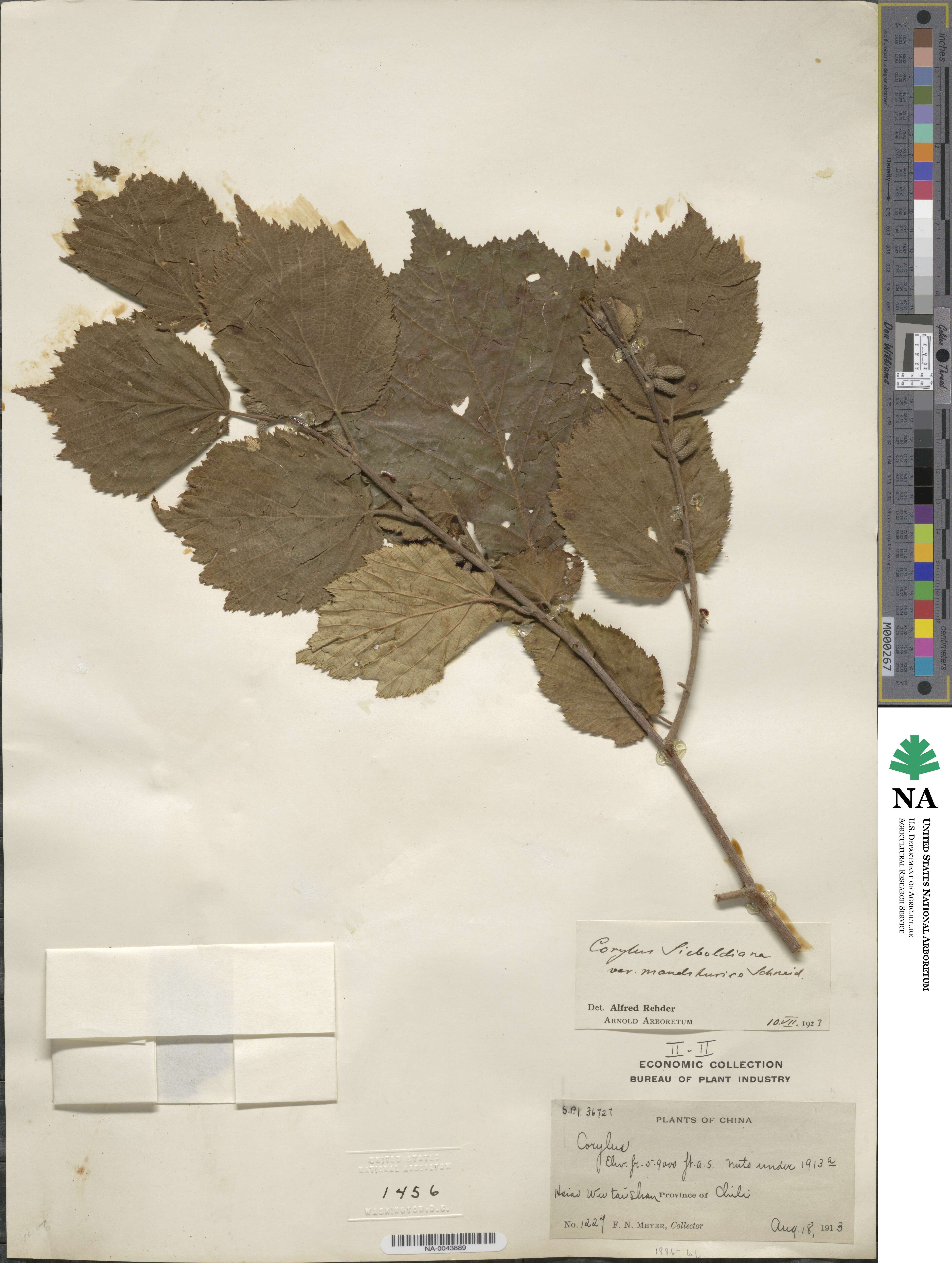 Corylus sieboldiana var. mandshurica image