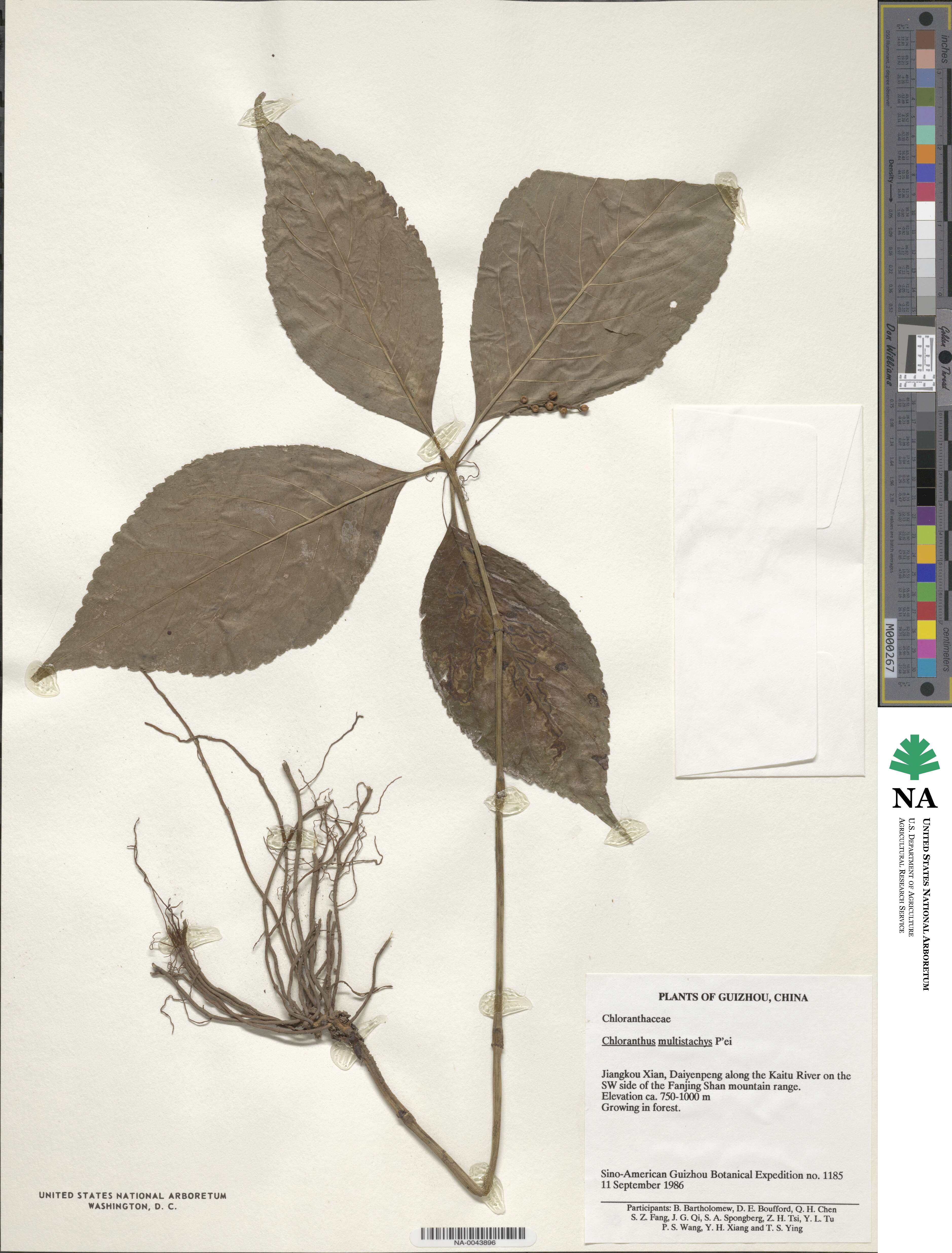 Chloranthus image