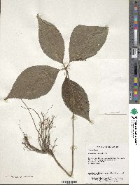 Chloranthus multistachys image