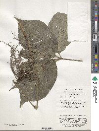 Chloranthus multistachys image