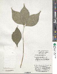 Chloranthus multistachys image