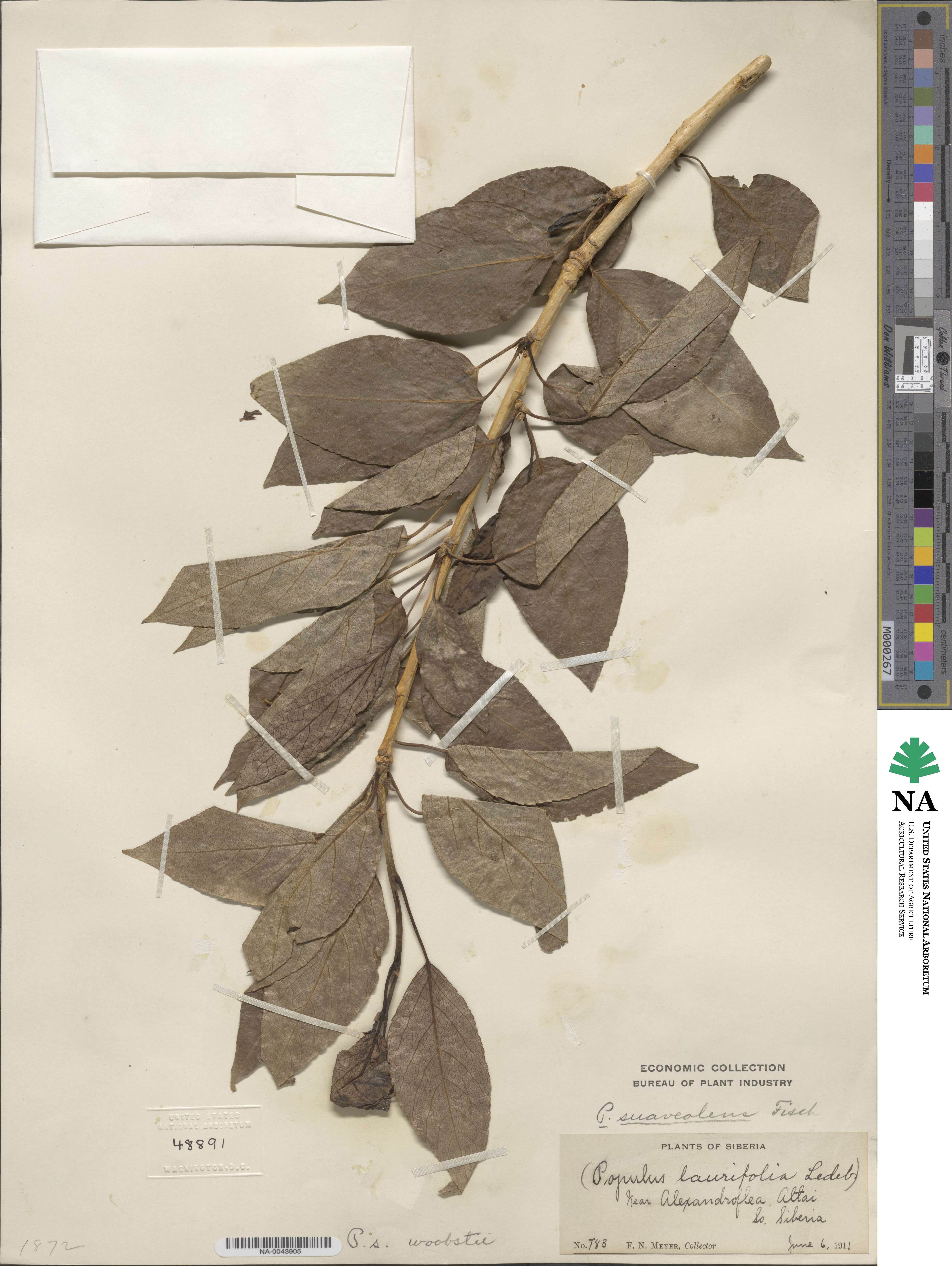 Populus suaveolens image