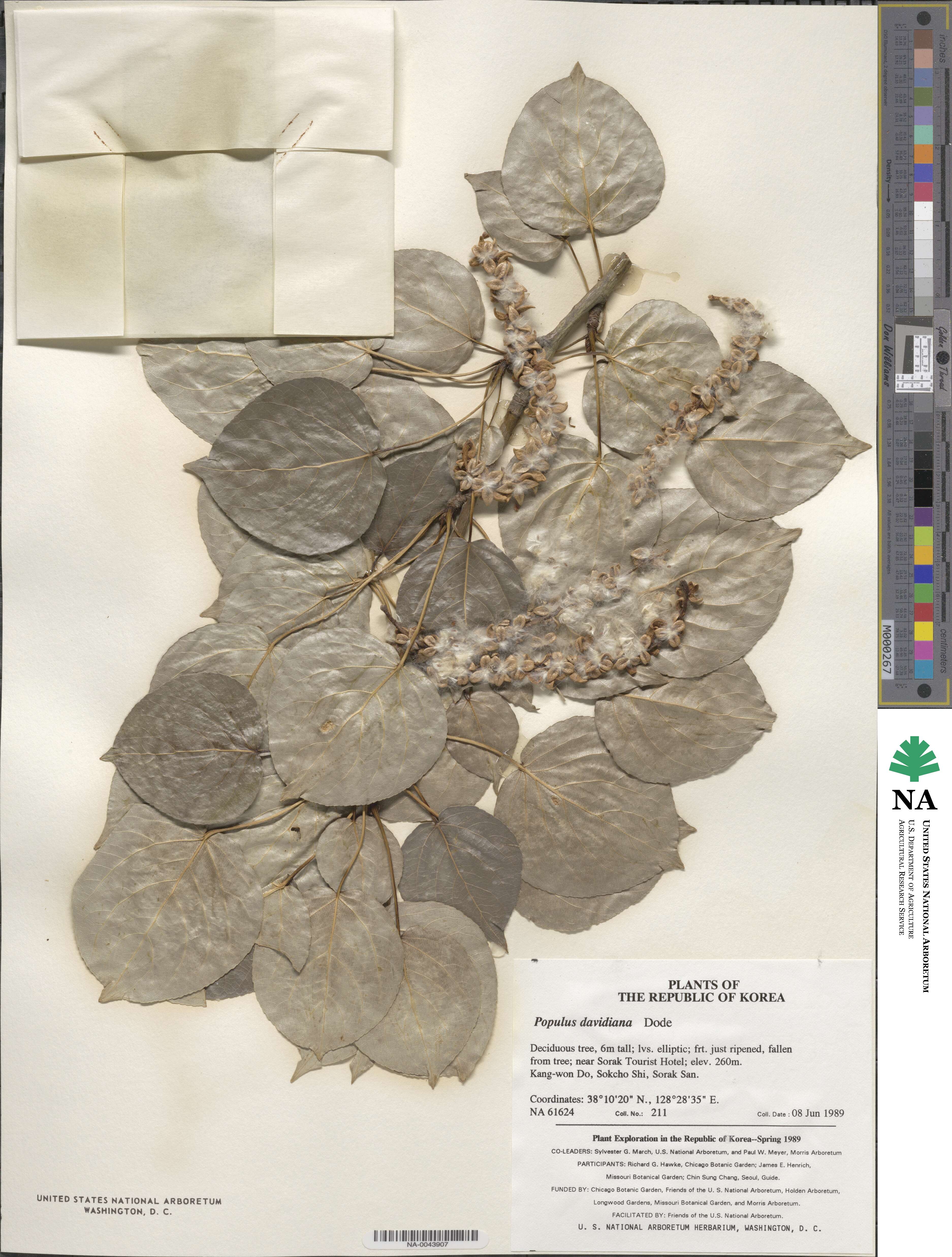 Populus davidiana image